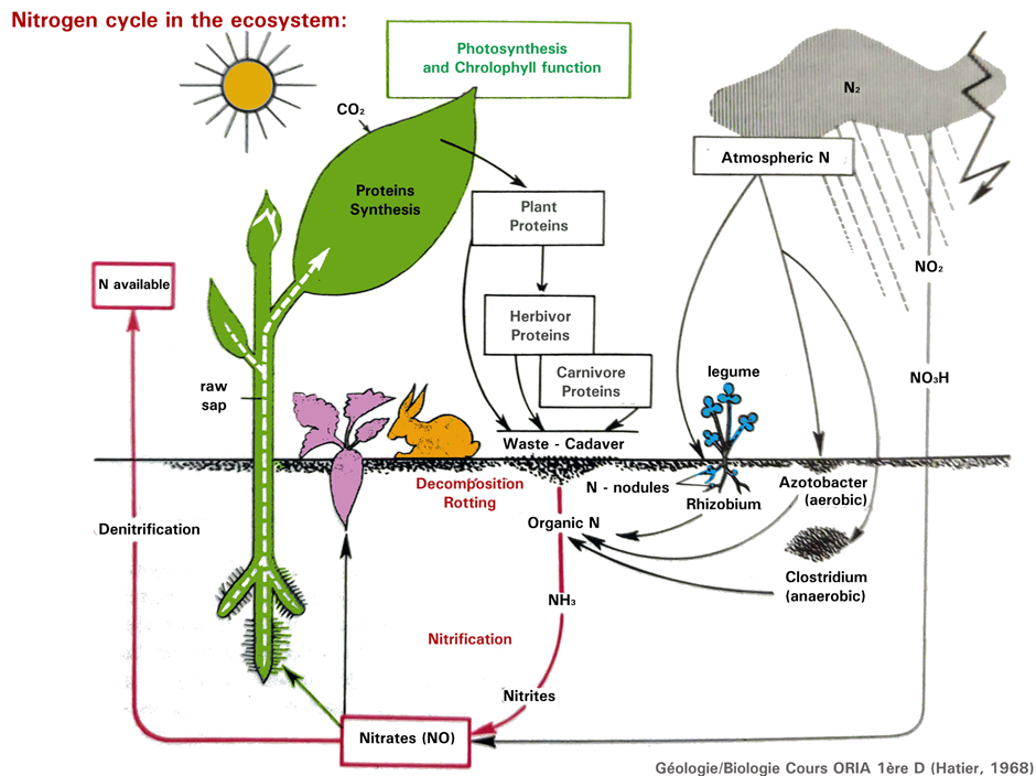 A diagram of the nitrogen cycle in the ecosystem.