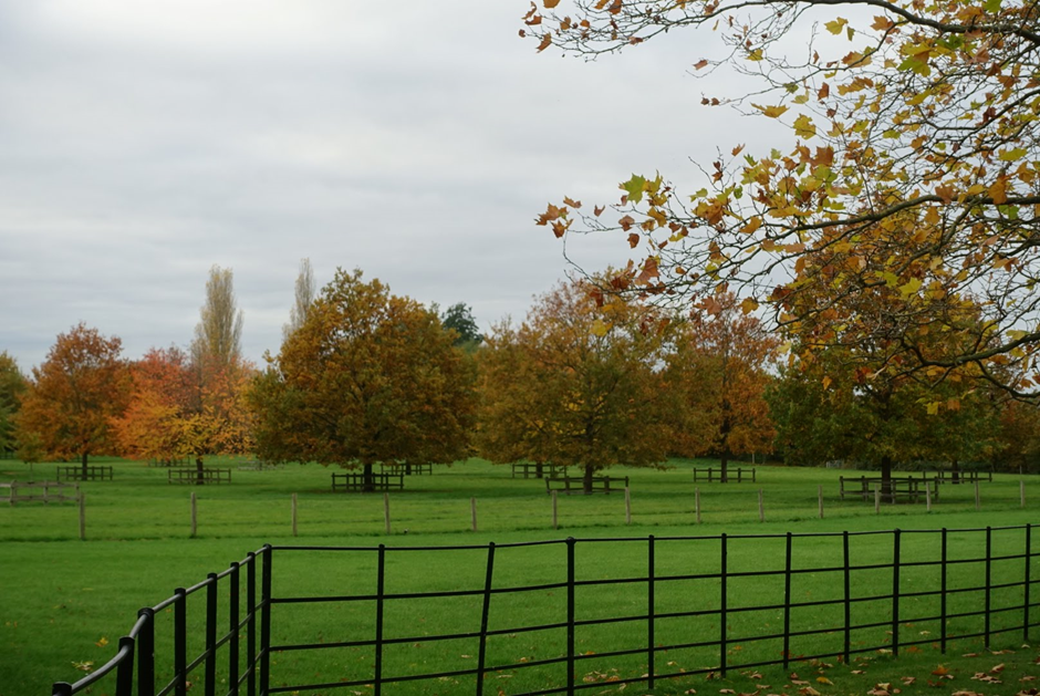 Fenced trees with green and orange leaves stand in a field. In the foreground, there is a wrought iron fence. 
