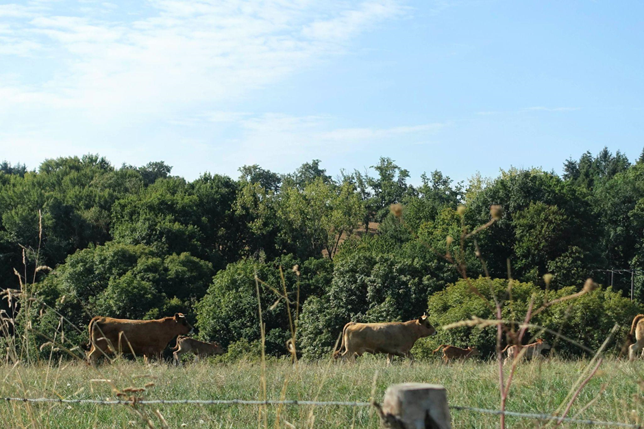 Cows and their calves graze in a dry field, backed by trees. 