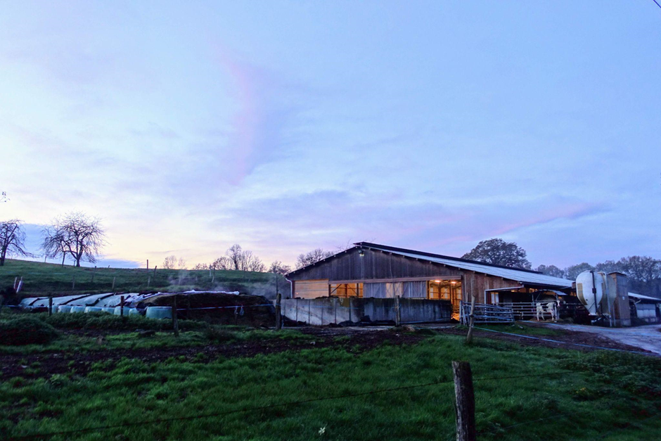 Dairy farm at dusk in winter, the sky is light blue with purple clouds, the slurry is steaming and the barn is lit by an orange light. One cow is stood near the barn. 